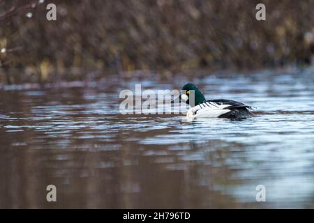 Männchen gewöhnlicher Goldeneye, Bucephala clangula, der in einem Waldsee im Landkreis Boden, Provinz Norrbotten, Schweden schwimmt Stockfoto
