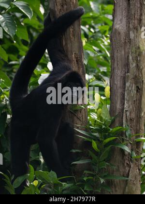 Der flauschige schwarze Siamang auf dem Baum in freier Wildbahn Stockfoto