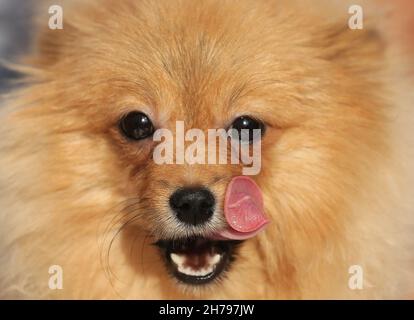Amritsar. 21st. November 2021. Ein pommern wird während einer Hundeausstellung in Amritsar im nördlichen indischen Bundesstaat Punjab am 21. November 2021 gesehen. Quelle: Str/Xinhua/Alamy Live News Stockfoto