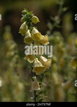 Nahaufnahme der Blüten von Digitalis grandiflora im Sommer Stockfoto