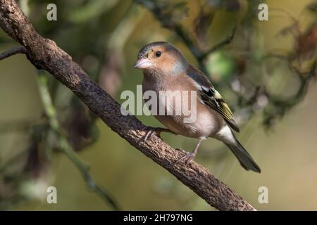 Buchfink männlich im Winter in der getuckelten Sonne Stockfoto