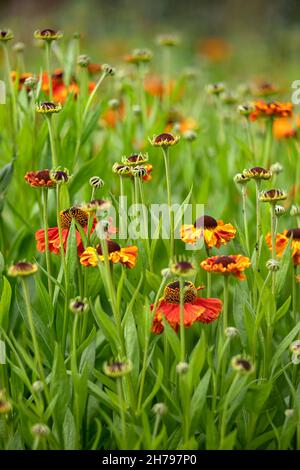 Massenblüten von Helenium 'Moerheim Beauty' im Sommer Stockfoto