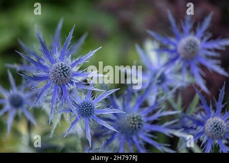 Nahaufnahme der Blütenköpfe von Eryngium × zabelii 'Big Blue' im Sommer Stockfoto