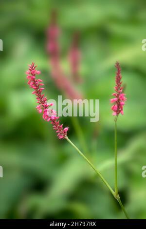 Nahaufnahme der Blumen von Persicaria amplexicaulis vor grünem Hintergrund Stockfoto