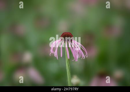 Nahaufnahme der Blüte von Echinacea pallida im Sommer Stockfoto