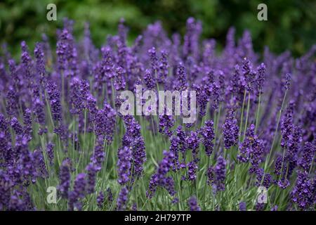 Nahaufnahme der Blüten von Lavandula angustifolia 'Hidcote', die im Sommer in einem Garten wächst Stockfoto