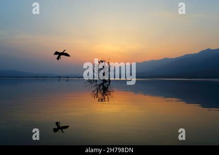 Sonnenuntergang am Kerkini-See in Zentralmakedonien, Griechenland, aufgenommen von einem Boot auf dem See, zeigt Kormorane, die auf einem toten Baum sitzen Stockfoto