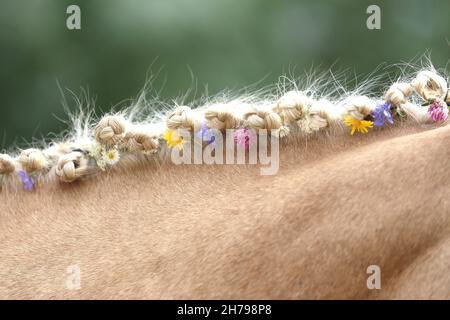 Die Nahaufnahme der handgeflochtenen Mähne umfasst Blumen eines hellbraunen Pferdes mit einer blonden Mähne. Schönes reinrasstes Pferd mit einer geflochtenen Mähne im Summ Stockfoto