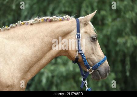 Die Nahaufnahme der handgeflochtenen Mähne umfasst Blumen eines hellbraunen Pferdes mit einer blonden Mähne. Schönes reinrasstes Pferd mit einer geflochtenen Mähne im Summ Stockfoto