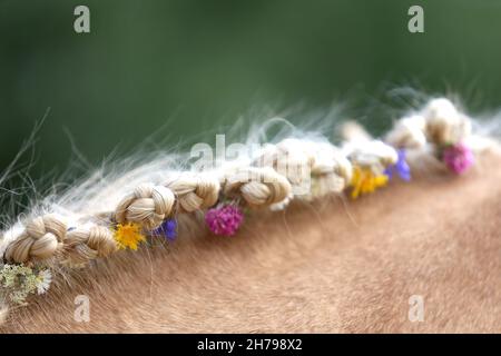 Die Nahaufnahme der handgeflochtenen Mähne umfasst Blumen eines hellbraunen Pferdes mit einer blonden Mähne. Schönes reinrasstes Pferd mit einer geflochtenen Mähne im Summ Stockfoto