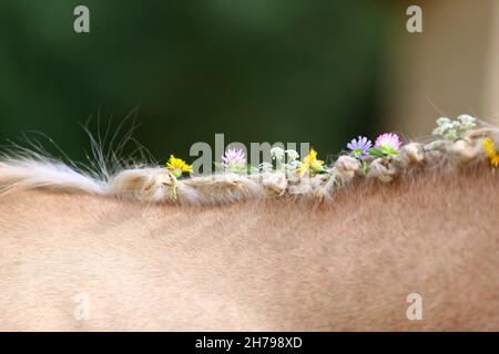 Die Nahaufnahme der handgeflochtenen Mähne umfasst Blumen eines hellbraunen Pferdes mit einer blonden Mähne. Schönes reinrasstes Pferd mit einer geflochtenen Mähne im Summ Stockfoto