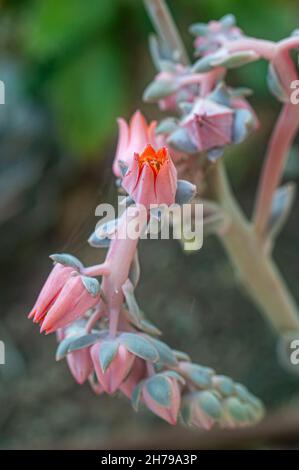 Echeveria Encantada ist ein eindrucksvolles Sukkulenten bis zu 8 Zoll (20 cm) hoch, die Rosetten von Fleischigen, tropfenförmige Blätter mit einem frostigen, Weiß Stockfoto