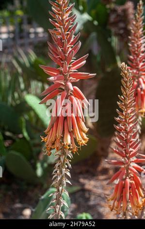 Blühende Aloe an Kakteen und Sukkulenten Garten fotografiert in Tel Aviv, Israel im Mai Stockfoto