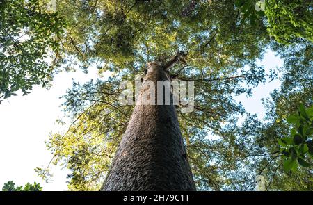 A. H. Reed Memorial Kauri Park in Whangarei, Neuseeland Stockfoto