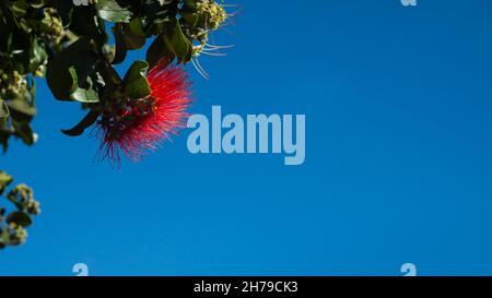 Pohutukawa Baum in voller Blüte vor dem blauen Himmel Stockfoto