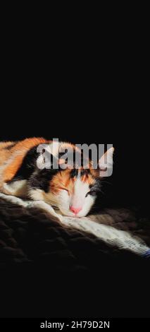 Tricolor Katze schlafen im Sonnenlicht. Katze in Low-Key-Taste. Stockfoto