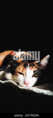 Tricolor Katze schlafen im Sonnenlicht. Katze in Low-Key-Taste. Stockfoto