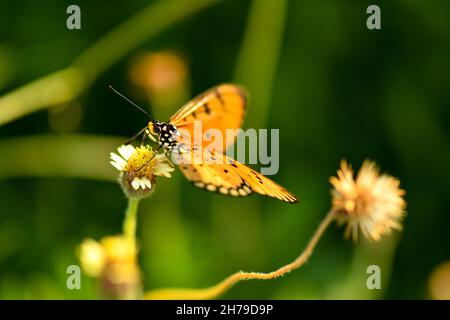 Der goldene Schmetterling landet im Sommer auf einer kleinen weißen Blume Stockfoto