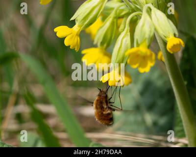 Bombylius major, beefly, auf Kuhslip Stockfoto