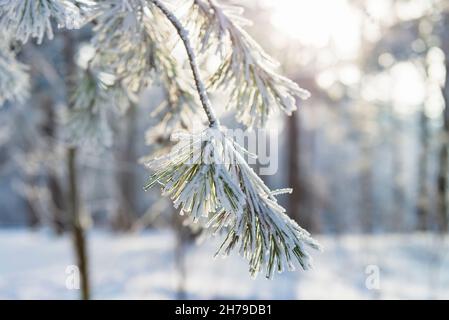 Reif und Schnee auf den Kiefernästen im Winter Stockfoto
