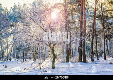 Sonniger Wintertag im Park. Erstaunlich kaltes Winterwetter. Stockfoto