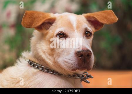 Labrador und Beagle Welpen im sonnigen Garten. Hunde spielen auf dem Hof. Stockfoto