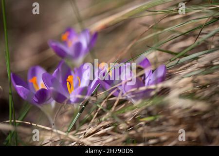 Blauer Krokus im Gras Stockfoto