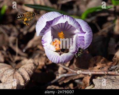 Pickwick-Krokus blühen mit Honigbienen Stockfoto