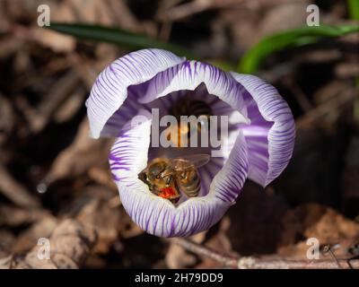 Pickwick-Krokus blühen mit Honigbienen Stockfoto