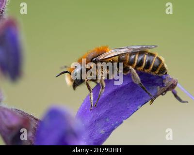 Andrena bicolor Stockfoto