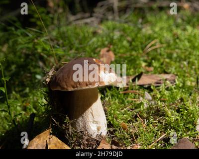 Boletus edulis, Bolete, Porcino Stockfoto