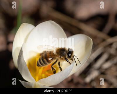 Honigbiene auf weißem Krokus Stockfoto