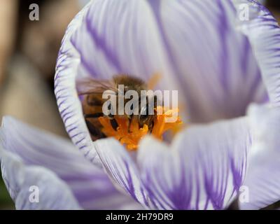 Honigbiene auf pickwick-Krokus Stockfoto