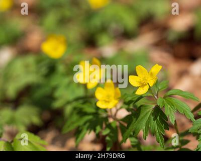 Anemonoides ranunculoides, gelbes Anemon Stockfoto