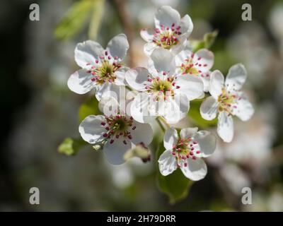 Blüten des Pyrus communis, der Birne Stockfoto