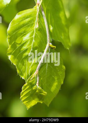 Buchenblätter im frühen Frühjahr Stockfoto
