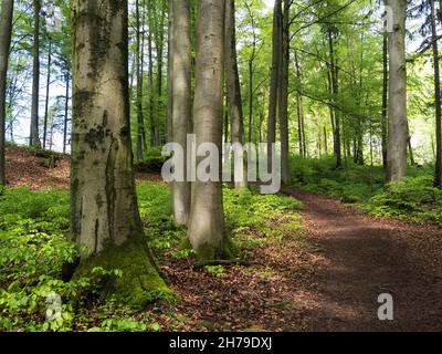 Frühlingswald in Bayern Stockfoto