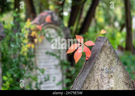 Ein rotes Blatt im Herbst auf dem Jüdischen Friedhof auf der Insel Lido, Bezirk von Venedig, Italien Stockfoto