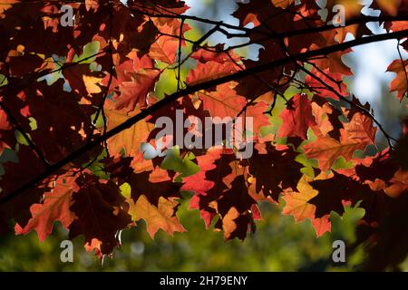 Oak tree red leaves autumn fooliage backlit by the sun. Stockfoto