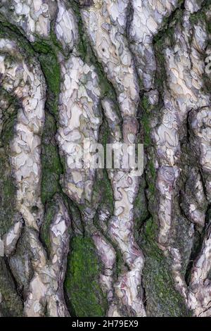 Schwarze Kiefer (Pinus Nigra) Baumrinde Hintergrund, Familie: Pinaceae. Stockfoto