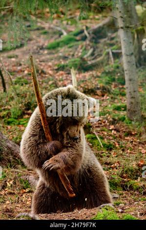 Ein verspieltes großes Raubtier, ein Bär, der mit einem Stock spielt, ein ukrainischer Samurai im Wald, ein Samurai-Bär. Stockfoto