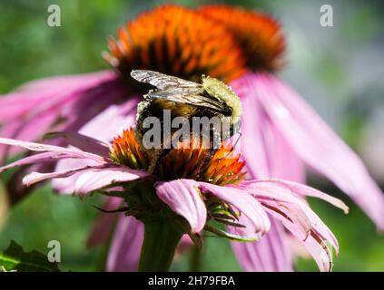 Eine Hummel, die während der Nahrungssuche auf der offenen Blüte von Echinacea purea mit Pollen bedeckt wurde Stockfoto