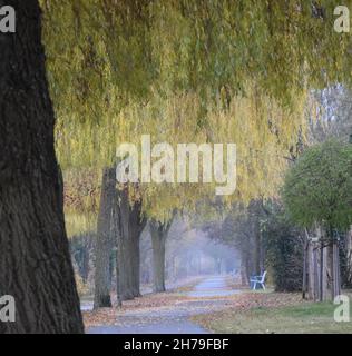 Alte Trauerweiden auf einer Promenade Stockfoto