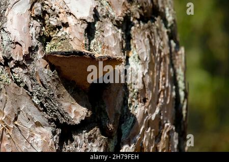 Der Pilz wächst auf dem Stamm einer alten Kiefer. Stockfoto