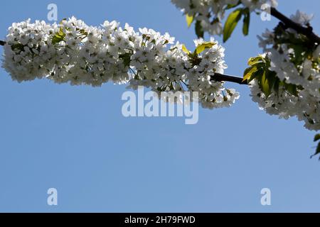 Blühende Zweige von Obstbäumen mit flauschigen weißen Blüten. Stockfoto