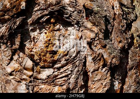 Am Stamm des Baumes ist ein Harz sichtbar, statt des abgeschnittenen Astes. Diese Kiefernrinde zeigt, dass es sich um einen alten Baum handelt. Stockfoto