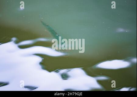 Regenbogenforelle schwimmt im Teich, undurchsichtiges Wasser, künstliche Teiche. Stockfoto