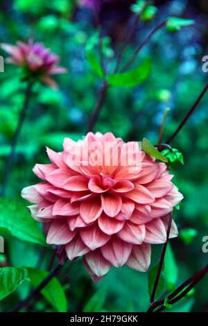 Dahlia American Dawn, Lachs rosa Pfirsich Aprikosen Blumen, Blüte, Blume, Garten, Gärten, floral, RM Floral Stockfoto