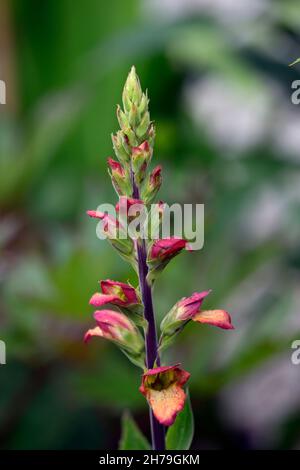 Digitalis Illumination Flamme, Foxgloves, Foxglove, steril, Hybrid, Isoplexis, mehrjährig, Blume, Blumen, RM Floral Stockfoto