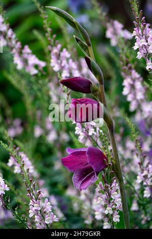 Gladiolus papilio Rube, Gladioli, tiefrot, dunkel, Blume, Blumen, Blüte, Spitze, Spitzen, Garten, Schwertlilie, schwertförmige Blumen, Linaria Peachy, Toadflax, pe Stockfoto